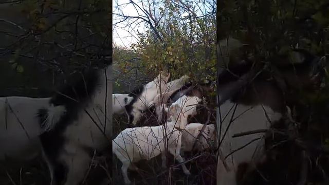 Козы едят ветки в заброшенной посадке смотреть онлайн