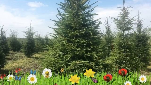 Ель обыкновенная ? Обзор: посадка и уход. саженцы, крупномеры ели : описание и особенности