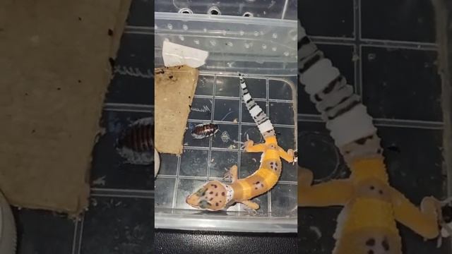 Кормление малыша эублефара. Детский сад! смотреть онлайн