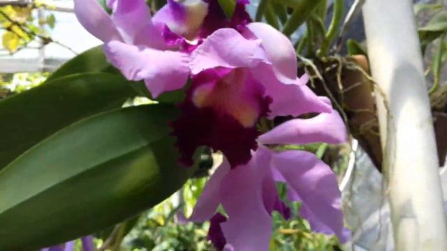 Cattleya labiata florida. смотреть онлайн