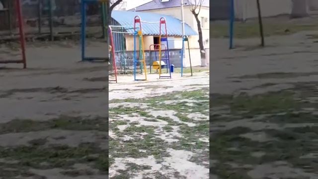 «Крик нашего двора»: на видео попала стая дворовых собак на детской площадке в Волгограде смотреть онлайн