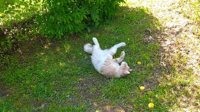 ЗАМЕЧАТЕЛЬНЫЙ СОСЕД! Мэйн-кун на даче... смотреть онлайн