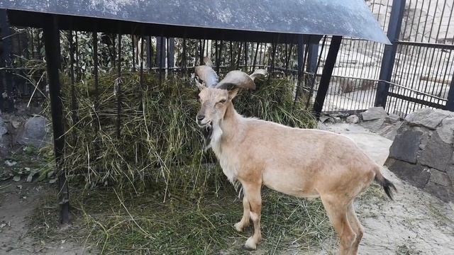 Федя идет в московский зоопарк в поисках панды смотреть онлайн