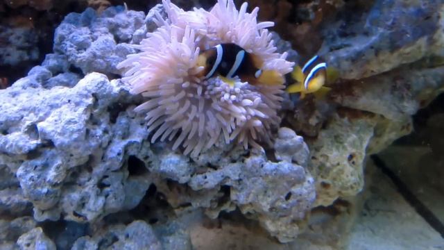 Some clown fishes and an anemone смотреть онлайн