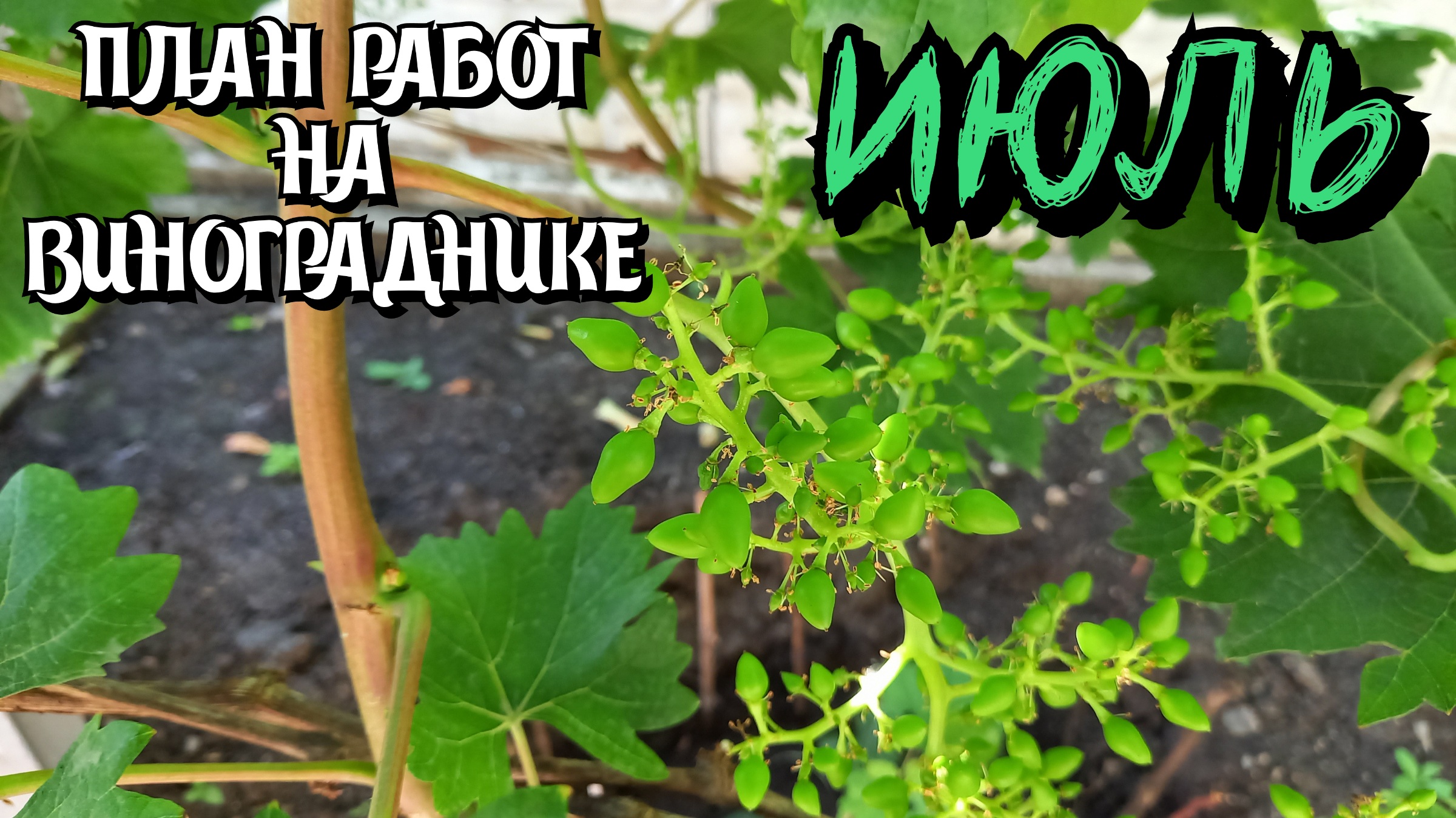 Июль 2023. План работ на винограднике. смотреть онлайн