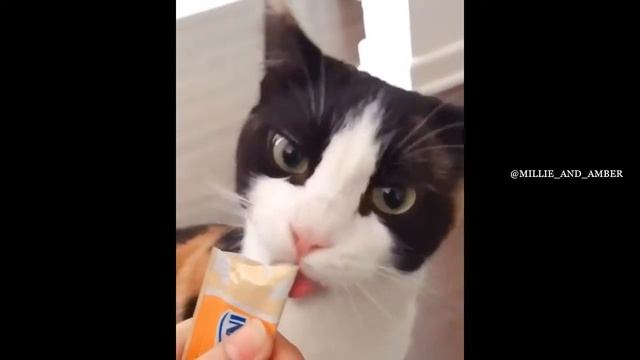 AMERICAN RINGTAIL CATS 2021 смотреть онлайн