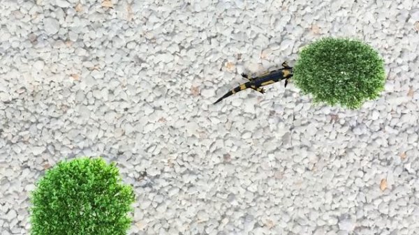 GAME FOR CATS - Realistic Salamander ? 3 HOURS [CATS TV]