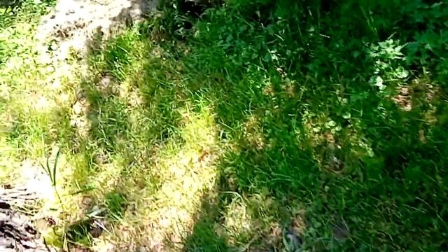 О посадке горохов. смотреть онлайн