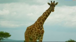 Николай Гумилев. ЖИРАФ. Читает Иван Якушев.  Театр-студия "МаскаРад" (Новосибирск)