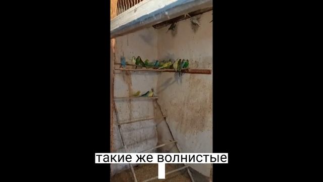 Продаём попугаев и голубей!|все подробности в видео|Oks_Play смотреть онлайн