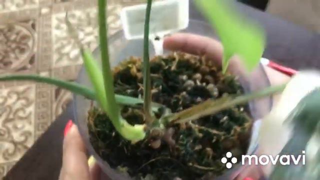 Монстера Альба ушла в зелень. Режу, пытаюсь восстановить. смотреть онлайн