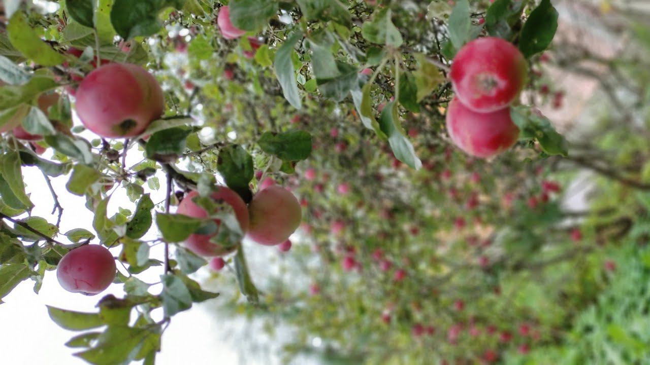 Somewhere In The Leningrad Region.