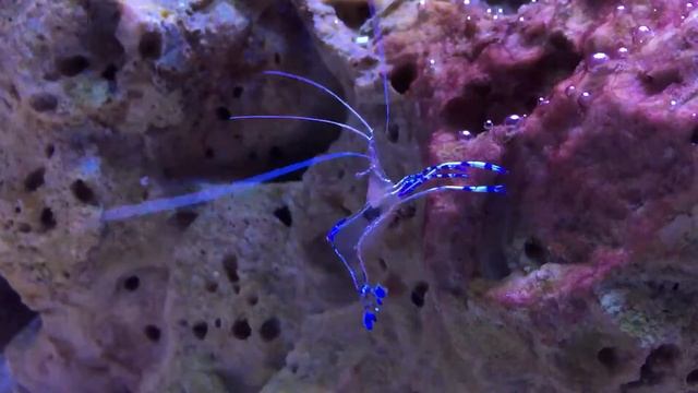 Daves Tank смотреть онлайн