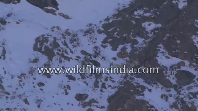 Снежный барс охотится на сибирского козерога в Гималаях , невероятное видео!!! смотреть онлайн