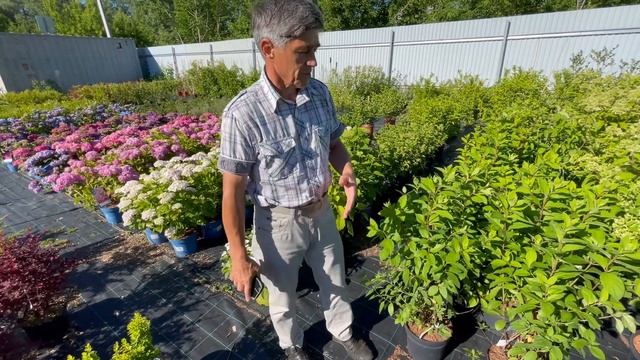 Почему у гортензии обвисают листья? смотреть онлайн