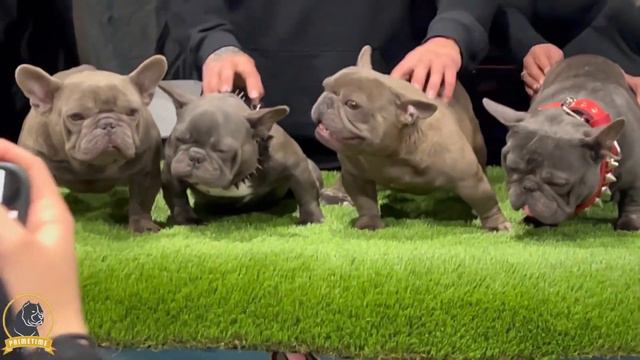 Biggest bully show in the WORLD West Coast Bully Expo 7 in San Bernardino #primetimekennels смотреть онлайн