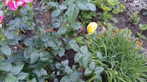 Сюрприз розы Абракадабра /Surprise Rose Abracadabra