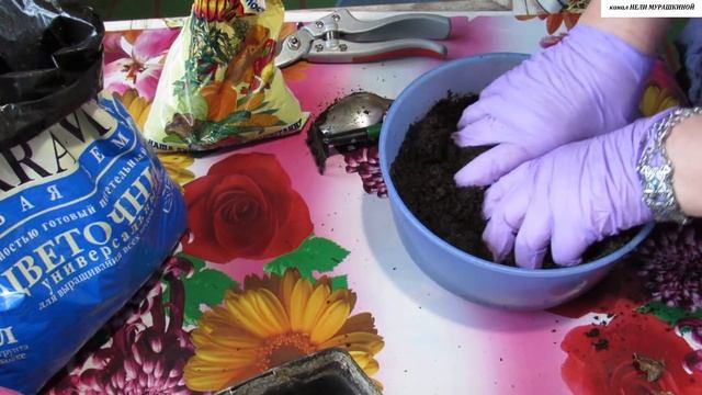 ГИППЕАСТРУМ. Выводим из покоя для зимне-весеннего цветения. Пересаживаем для активного роста. смотреть онлайн