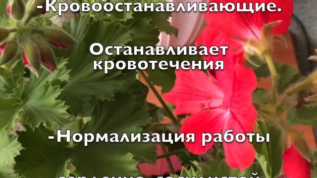 Кроваво - красная герань смотреть онлайн