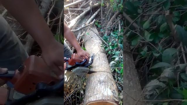 Bdak chainsaw malaysia смотреть онлайн