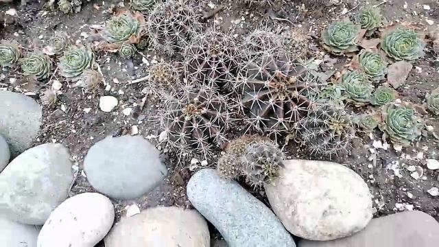 ПОДГОТОВКА КОМНАТНЫХ ЦВЕТОВ К ЗИМЕ. НОВЫЙ СПОСОБ ЧЕРЕНКОВАНИЯ. смотреть онлайн