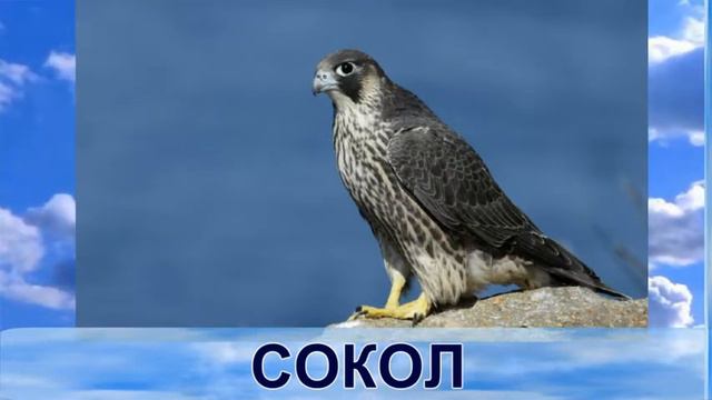 Изучаем новые слова с малышами. Узнаём птиц с детьми 2-4-6 лет со звуком. смотреть онлайн