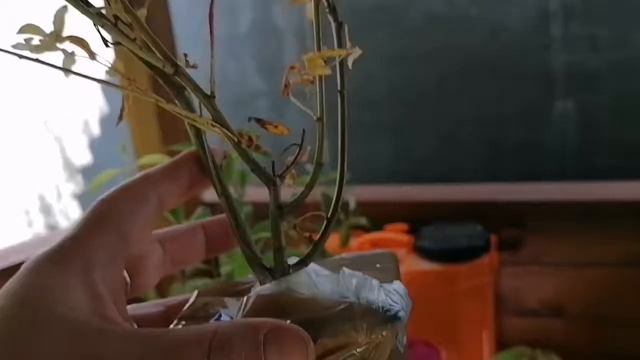 Обзор посылки из питомника "Ромашка 96", Екатеринбург. смотреть онлайн