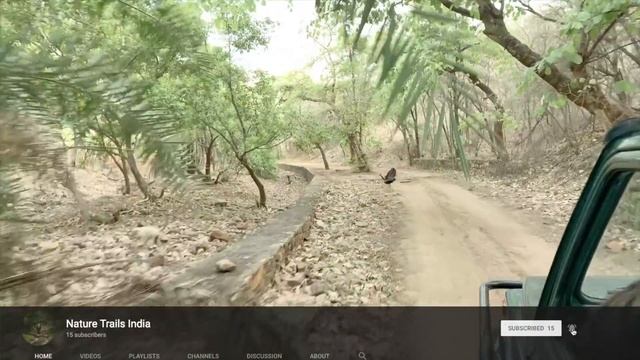 Tigers of Ranthambore national park zone 6 - 2019 updated смотреть онлайн