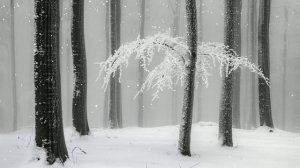 Футаж. Зимний пейзаж 50