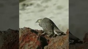 как кричит самка фазана