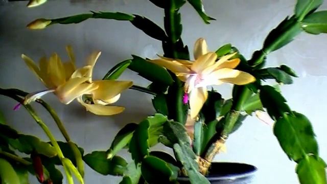 Цветущие зигокактусы. Zygocactus schlumbergera. смотреть онлайн
