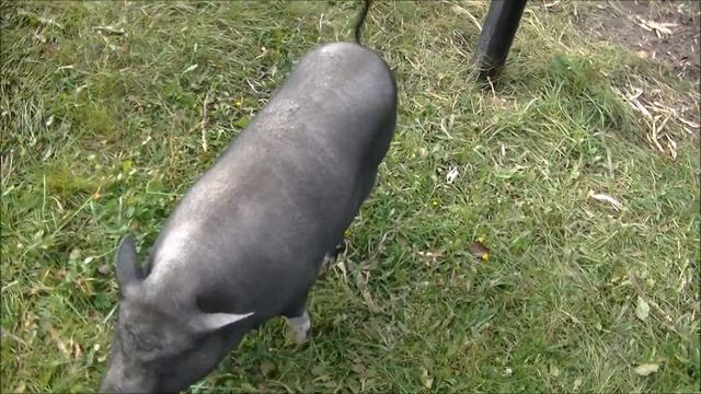 вьетнамские свиньи описание породы смотреть онлайн