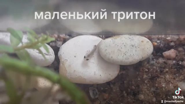маленький тритон смотреть онлайн