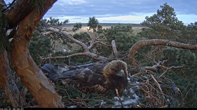 Kaljukotkas Estonian Golden Eagle~Helju, calls to her mate and turns her eggs 2022 03 31 02 07 33 6 смотреть онлайн