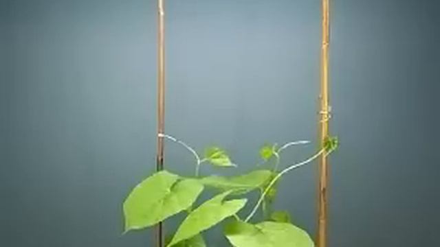 Twining motion of vines смотреть онлайн