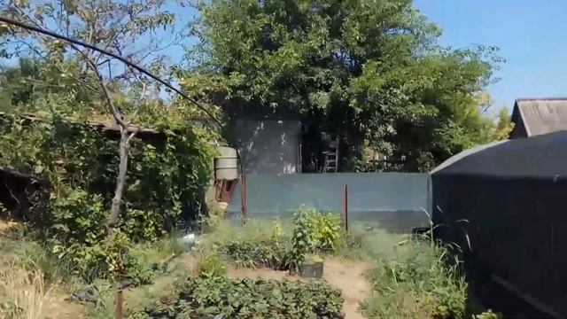 Хризантема все!!! Строим теплицу!!! Что будем выращивать!!! смотреть онлайн