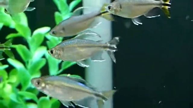 Yellow Congo Tetra смотреть онлайн