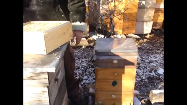 Как пчелы сформировали клубы для зимовки. Ульи удав, дадан на рамку 300мм и 145мм смотреть онлайн