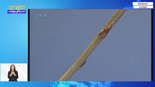 6-класс | Биология | Побег. Строение и значение побега Почка – зачаточный побег. Виды почек смотреть онлайн