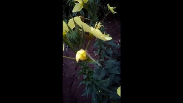 ЛУННИК - чудо цветок! смотреть онлайн