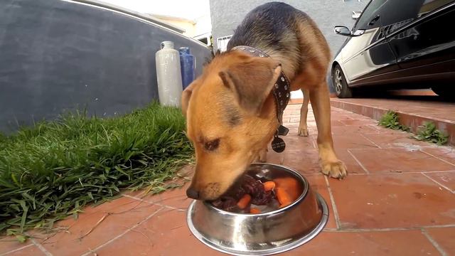 Raw fed dog eating raw chicken organs and meat смотреть онлайн