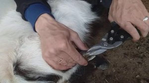 Как обрезать копыта у коз, что же с козленком.