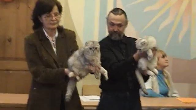 Представление породы флэппиг на выставке кошек PCA смотреть онлайн