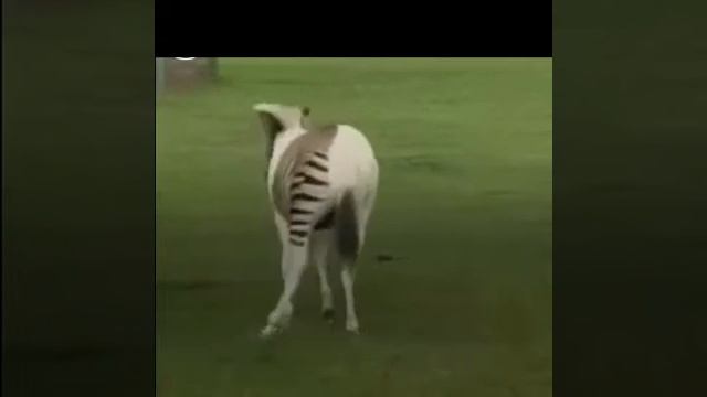 10 Strange Hybrid Animals You Won’t Believe Exist смотреть онлайн