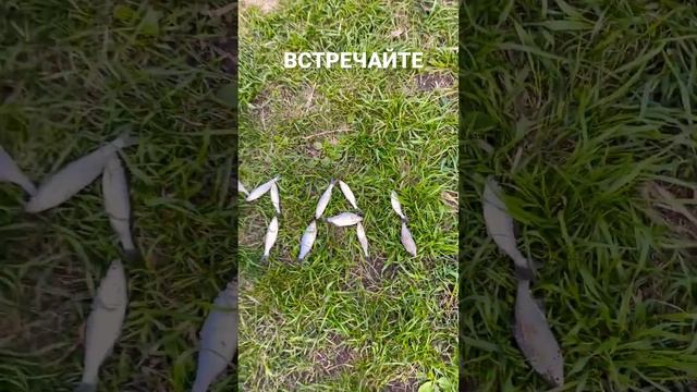 Майская рыбалка на реке Уса ловим рыбу уклейка #travel #fish смотреть онлайн