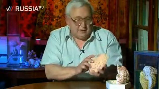 Мозг человека