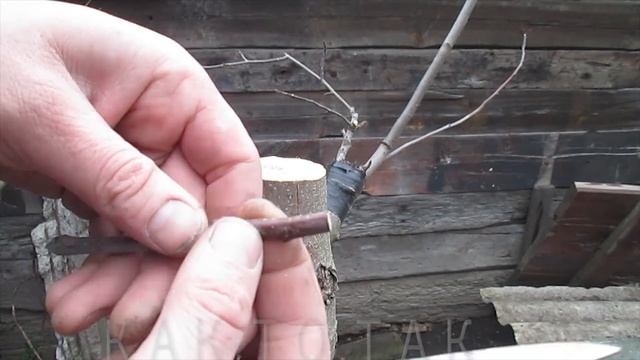 Прививка яблони. Как прививать. Дедовский проверенный метод.simple tree grafting. смотреть онлайн