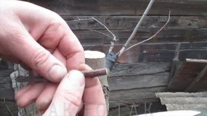 Прививка яблони. Как прививать. Дедовский проверенный метод.simple tree grafting.