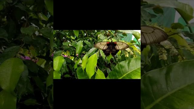 🦋🦋 🦋Little Things (Adriàn Berenguer) 🦋🦋🦋 смотреть онлайн