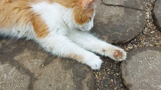 На охоте красивый молодой рыжий кот. (2) смотреть онлайн